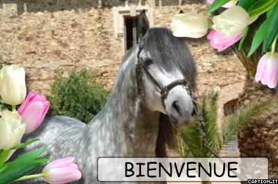 Ce cheval contr le mur d'une maison campagne sans doute,cheval gris blanc belle crini&egrave;re Vs Souhaite la BIENVENUE,avec de bell tulipes roses blanches Verdure,image de tendresse d'amour d
