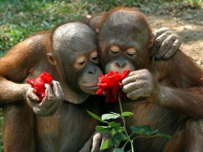 Deux singes  mimi, bien beaux, on le sens des  fleurs,sont intrigu&eacute;s, sentent leur odeur  odorante � et ont bien l'air d'appr&eacute;cier ��  Bonne fin de soir&eacute;e    Mil bizz   �   DOUCE NUIT Dns le