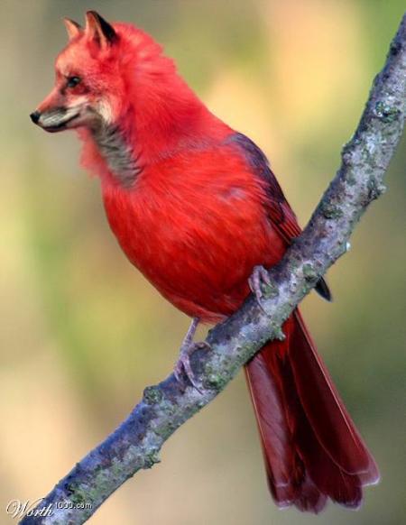 Original,sur sa branche avec Corps d'oiseau plumage rose noir blanc, une t&ecirc;te de chien�amusant �enfin &agrave; chacunde voir si &ccedil;a le fait sourir ou rire�j'ai trouv&eacute; &ccedil;a Original dns Photos Insolite