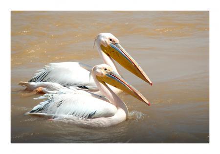 Sur un bel &eacute;tang ou lac,l'eau coule reflets�et deux beaux flamants roses blancs sont l&agrave; un couple! c'est beau aussi l'Amour les Animaux&Bell image Nature et complilcit&eacute; entr Animaux  be