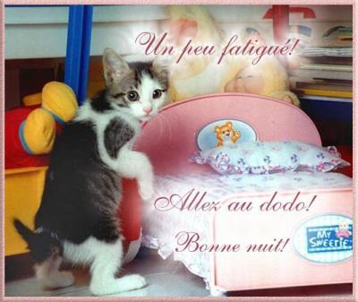 Coucou,comm ce peti chat mimi plein d'humour, fatigué Ns souhaite BONNE NUIT moi aussi un peu fatiguée Repos Télé et puis les Rêves DODO  Je vs souhait bonn gaie Soirée  BONNE NUIT   BIzzz  mar