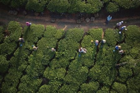 BONJOUR �un peu d'&eacute;vasion pr commencer un nouveau week end�voici Vu du Ciel:un paysage bien lointain de chez nous: l'INDE la cueillette du th&eacute; et des travailleurs en INDE�belle vue; et ils o