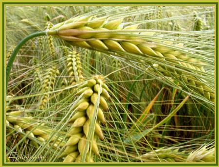 Le BLE : belle c&eacute;r&eacute;ale de base, qui ns donne bien &agrave; manger le pain  et  base de fabrications culinaires artisanales ou autr !!  gateaux  recetttes et autres produits &agrave; base de BLE �� m&ecirc;me flocon de bl