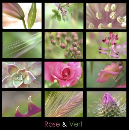 Joli cadre:Noir contrast avc fleurs couleurs Rose et Vert doux Pastel,belle rose au mileu�image rafraichissante apaise Ressource�donn envie de se balader respirer en plein nature ��po&eacute;sie peinture cha