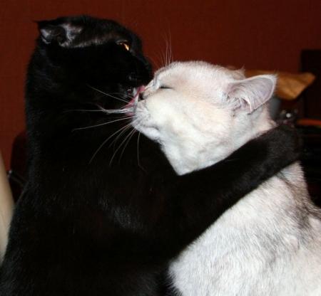 2 Chats: Un Noir Un Blanc  se font Bisous � Mignon  et  amusant cette photo, fait sourire � en tte amiti&eacute;!m&ecirc;me les animaux ont besoin d'Amour Tendresse Bizous  &agrave; leur fa&ccedil;on��j'aime aussi les