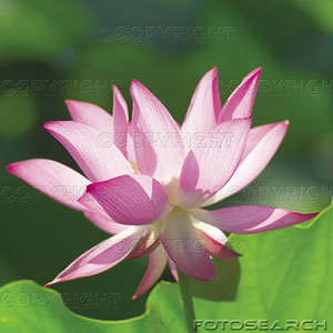 j'aime  cette  ROSE  LOTUS   ;  magnifique ces couleurs rose vert blanc jaune,  am&egrave;ne  joie paix s&eacute;r&eacute;nit&eacute;  lumi&egrave;re, le LOTUS � avc ses COULEURS  gaies  et   vives ��  