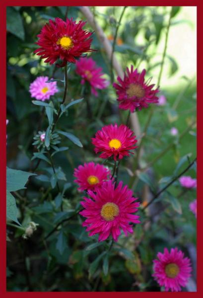 Superbe ces fleurs  roses  jaunes, et cette verdure,met joie Espoir Lumi&egrave;re, et la Sant&eacute; dans l'Etre Physique, et dans le Coeur le Soleil et l'Espoir� SOIREE GAIE � je suis bien avc Vous&& m