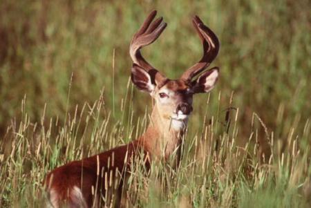 Nature verdure, vert clair l'herbe,  un beau cerf ns regard avc attention Admiration��il est beau de ses couleurs:son pelage�Majestueux avec ses belles cornes, la nature l'environnement anim