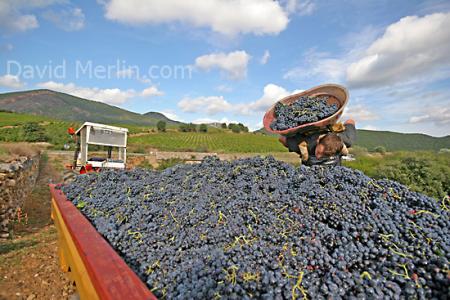 Les Vendanges,Vignobles vers Lunel,  assez ptite ville &agrave; 15km env de Montpellier, campagne du Sud en Automne � BONNE JOURNEE  A bientot&&