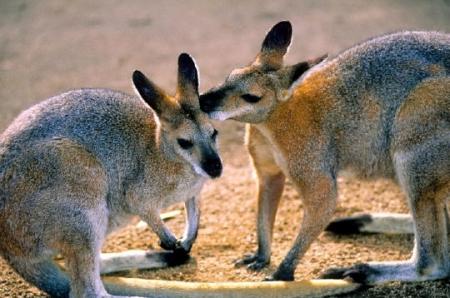 .  COUCOU  .   BON  APRES -  MIDI �   je vs la Souhaite Agr&eacute;able  fin d'apr&egrave;s-midi �  