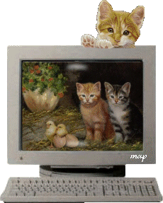Ordinateur, Programme sur les chats avec un Beau dIAPORAMA Sur plusieur chats, et de nuit de jour , bien amusant et Mignon��