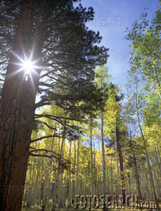 .                                              .