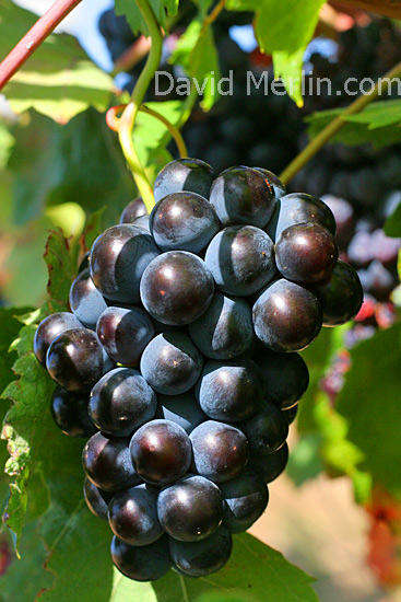 Cela ne vs fait pas envie,Epoque des raisins�elle est bien belle cette grappe de Raisin noir�Verdure,&ccedil;a me rappel mes souvenirs d'enfance,je viens de famille d'AGRICULTEURS,mon papa &eacute;tait vi