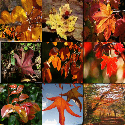 Plusieurs photos Diapo: pr montrer les Belles couleurs et tons chauds de couleurs de l'AUTOMNE dans ciel bleu, et Verdure��image apaisante et vivifiante �� 