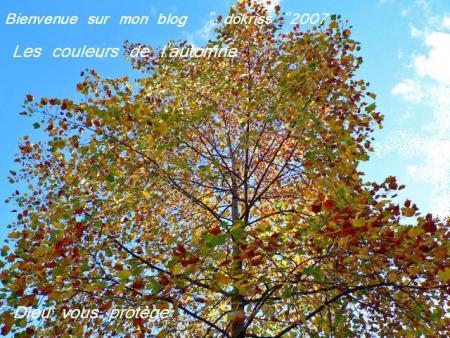 Merci &agrave; Dokriss  pr cette Cr&eacute;a : simple mais beau cet arbres pr l'automne les feuilles verdure couleurs de l'AUTOMNE ��La nature est belle  Don Cadeau de Dieu de Ns Offrir des belles choses 