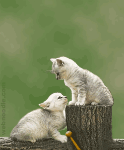 . Amusant  mimi   ces 2 chats   joueent  sautent ; l'un fait saute l'autre;:   Coeur d'enfant  ;  fait du bien sourire rire ��  vs devez dire je D&eacute;lire!!non tout simplement j'ai en