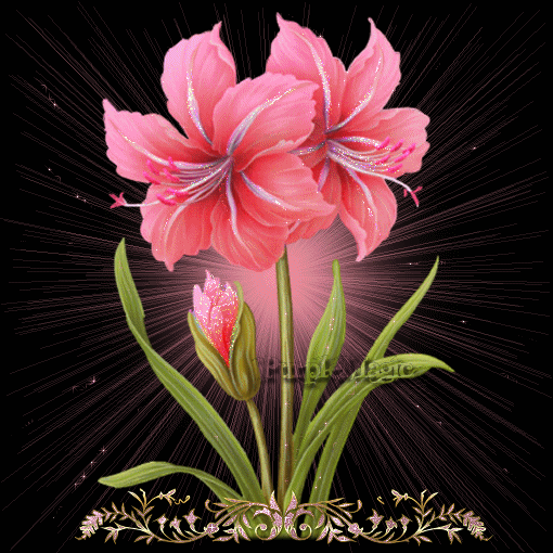 jE Vs Offre ces belles fleurs roses Verdure Etoiles brille !!  et de mon coeur brille aussi, je vs offre la richesse la force la joie et l'amiti&eacute; que j'&eacute;prouve pr vous�� par l'interm&eacute;di