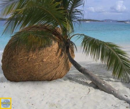 Arbre  &eacute;crase  grosse Noix  de  coco !!  pljtot  original   amusant,  le sable  la mer,  &ccedil;a fait penser aux Iles �� r&ecirc;ve voyage  d&eacute;paysement �tout cela pr le mettre dns nos Reves  cette Nuit �� et en 