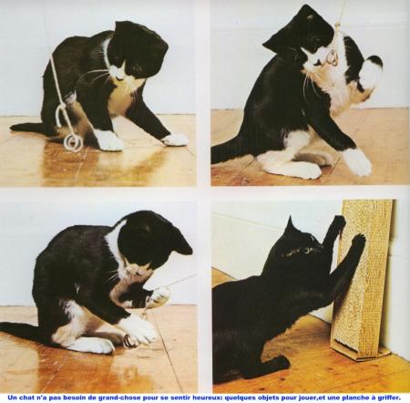 En plusieurs vues, un chat noir blanc  mignon  joue avc ficelle, ne sait ps par quel bout s'y prendre�amusant, c'est le cas d l dire�se fait les griffes sur sa planche�� les chats aiment &ccedil;a�