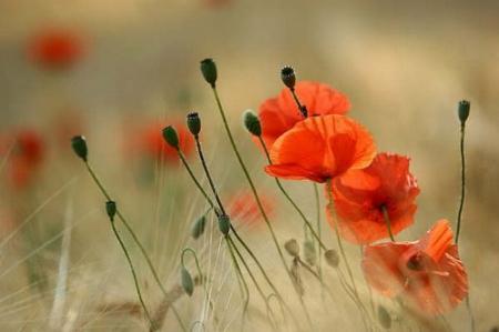 Image sur les fleurs:j'ador les fleurs la nature,ces fleurs oranges c'est superb, on dirait des coquelicots,n'est ce pas??  BONNE ET GAIE SOIREE �DOUCE NUIT   BEAUX REVES &&