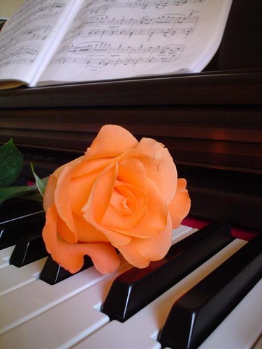 uNE BELLE ROse Orang&eacute;e sur  les notes d'un piano  partition: musique   m&eacute;lodie  fleur   Tendresse chanson �  Po&eacute;sie � INSPIRATION &agrave;  une cr&eacute;ativit&eacute; ouverte  et  belle �� Romantisme  Amour  Lumi&egrave;r