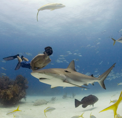 Plongeurs sous -marins  dans les fonds de l'oc&eacute;an ;  et la flore  aquatique, poissons,  surtout   requins imposants �� &&belle photo  par son bleu, et les fonds sous-marins!!