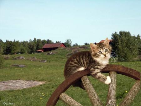 Dans la campagne,  les animaux  verdure, et les chats: ce chat mimi,  s'accroche &agrave; la roue � il a l'air  bien sur  sa roue���  amusant !!!