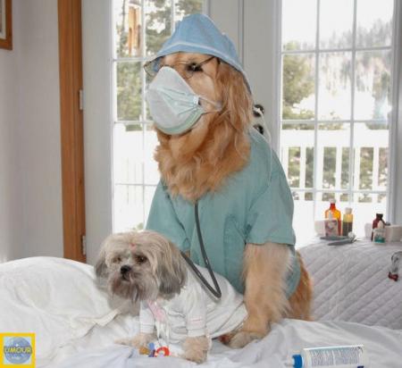 Un petit chien  se fait soigner chez le VETO : et c'est qui:  un chien pr role  de v&eacute;t&eacute;rinair, en habit m&eacute;dical en +, amusant  plutot , image qui fait sourire , je pens que vs en ferez autant , U