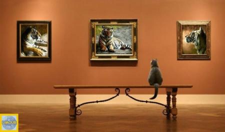 Bien install&eacute; sur le banc, un chat admir  tableaux au mus&eacute;e, et donc!! tableau  de tigres, d'animaux� cela va de soi!!  amusant  notre peti Minou&&  !!