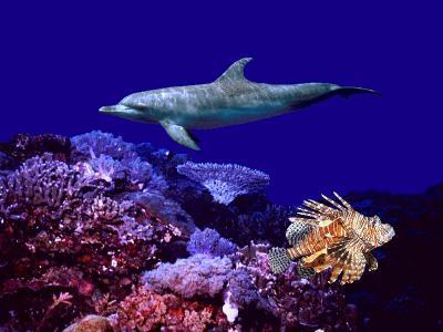 Fonds sous-marins, beau dauphin nage tranquillement s&eacute;r&eacute;nit&eacute;, dans belle eau bleu du fond des oc&eacute;ans� beau ces couleurs et rochers   coquillage�  roses jaune vert  mauve  blanc cr&egrave;me gris, magnifique,