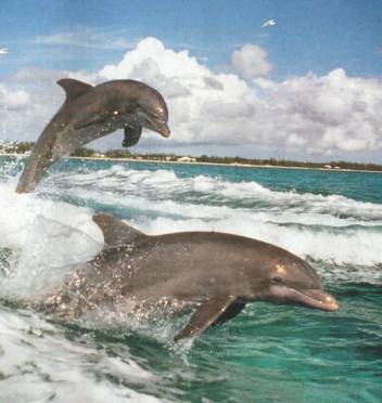 Ils sont beaux, n'est ce pas??!! ces dauphins sautent plongeon vers l'eau la mer ou oc&eacute;an � beau paysage, dauphin animal gai joyeux et Paix ! Doux, bel compagnon ami de l'homme�j'a