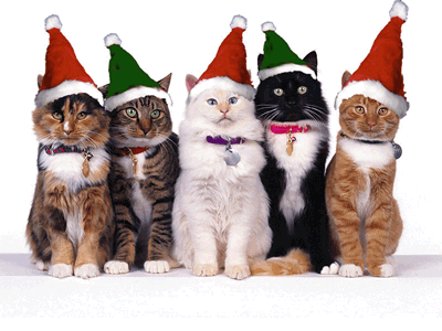 Ils sont mimi  amusant   ces chats  de pelage de tons couleurs diff&eacute;rents aussi beaux les uns que les autres,Et ceSont des Papas Noel !!  sourire  humour,ils bougent meme des yeux!!!