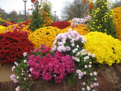Beau ces couleurs fleurs si tot le matin:Parc Floral Botanique de PARIS �  Que &ccedil;a doit &ecirc;tre beau agr&eacute;able &agrave; visiter Que de senteur odorantes &agrave; respirer�Image vivifie et apaise &agrave; la fois� J'ador l