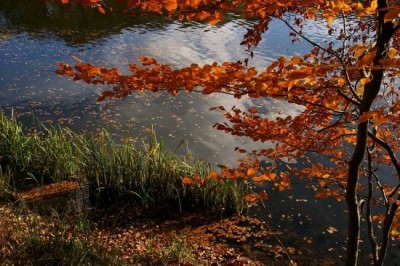 bOnsoir �  une image tte simple  refl&egrave;te l'automne � verdure le soleil �  automne   ses ballades belles couleurs� ses d&eacute;lices gourmands�chataignes  pommes et gateaux prunes les coings!!! et d